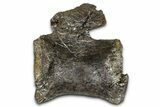 Fossil Sauropod Dinosaur Caudal Vertebra - Wyoming #377929-1